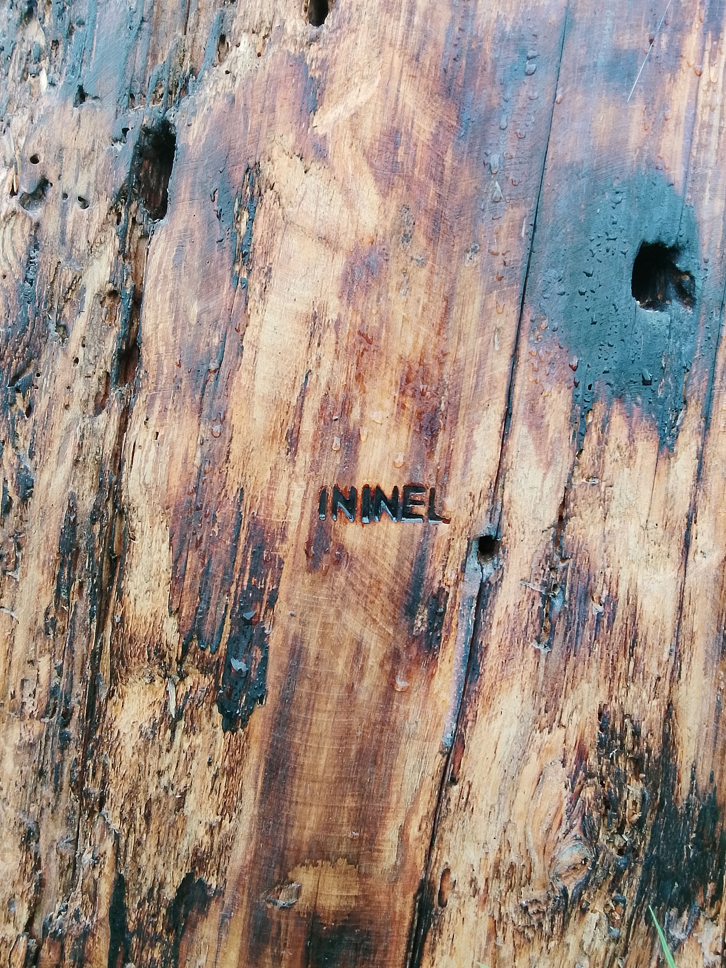 Колода для пчел