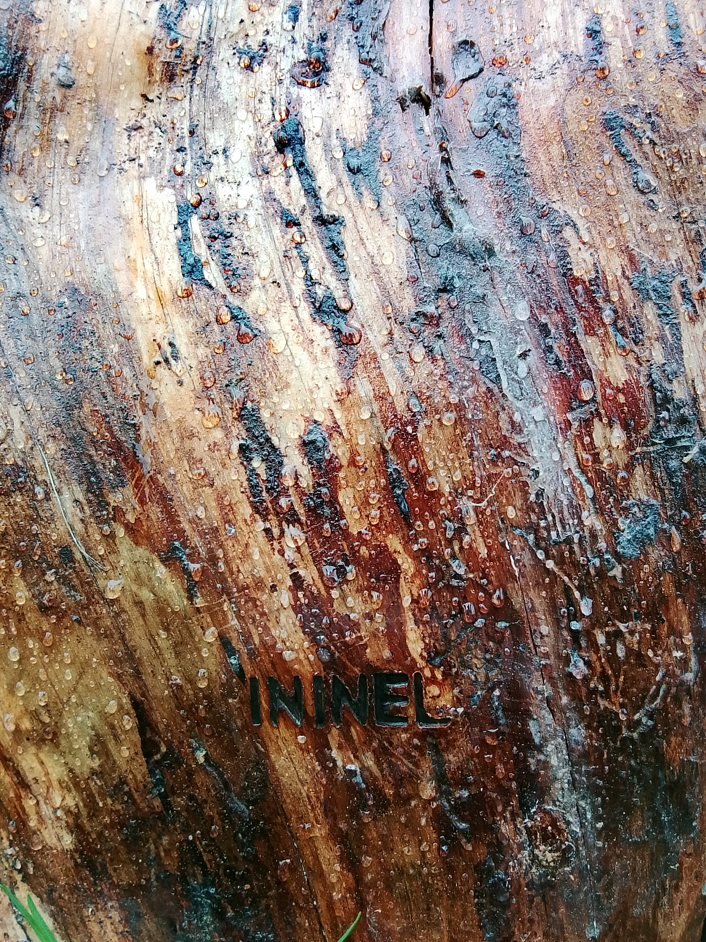 Колода для пчел